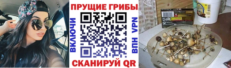 дарнет шоп  Избербаш  Галлюциногенные грибы мухоморы 