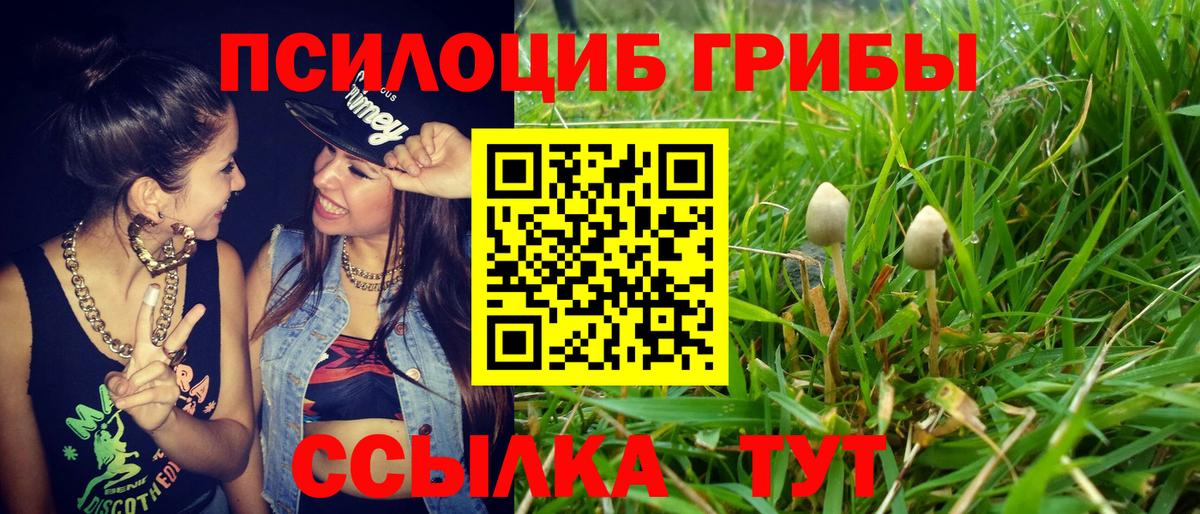 Галлюциногенные грибы Psilocybine cubensis  Избербаш 