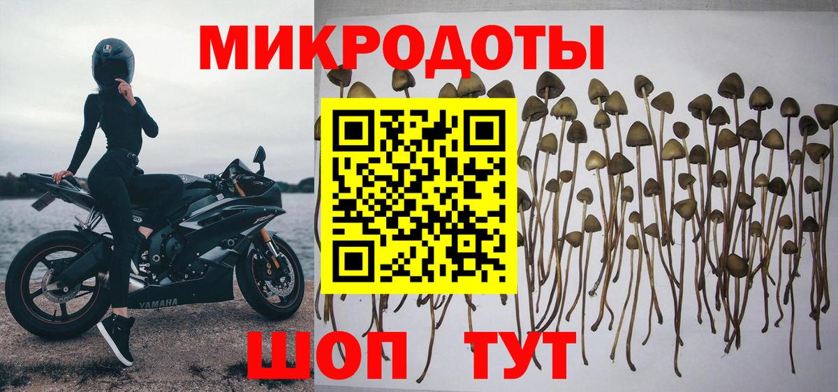 Избербаш  купить наркотик  Вход с VPN  Псилоцибиновые грибы Cubensis 